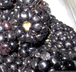 Ripe blackberry fruits