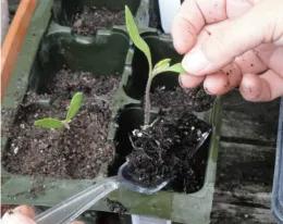 Transplanting Seedlings