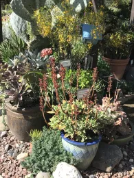 succulent garden at GOS