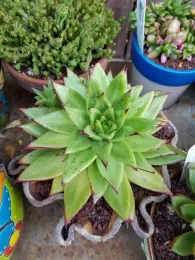 Echeveria agavoides Lipstick