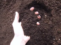 A hand holding dark soil with small pinkish seeds visible among the soil particles.