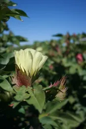 Both Pima and Acala cottons are grown extensively in Merced County.