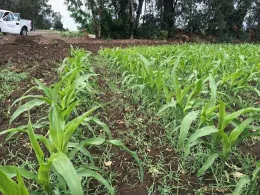 Corn silage for the dairy industry in both counties.