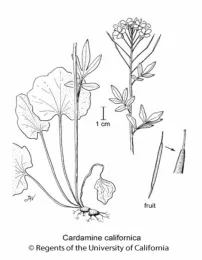 Cardamine californica
