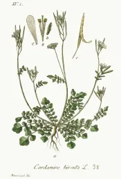 Cardamine hirsuta