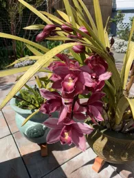 Cymbidium Orchid