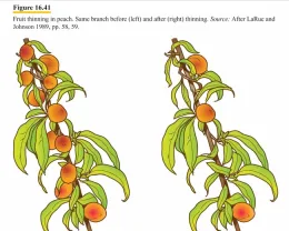 Source Master Gardener Handbook Fruit thinning 16.41