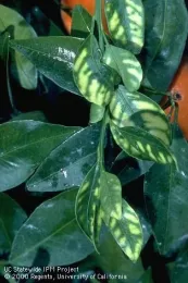 Zinc deficiency on the foliage of citrus. (Credit: Jack Kelly Clark)