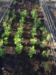 Fava beans in raised bed, Kim Schwind