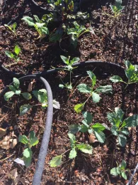 Kale in raised bed, Kim Schwind