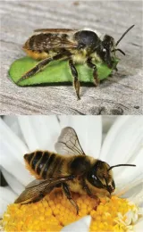 leafcutter bee