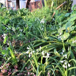 Three-corner-leek. (Heidi Aufdermaur)