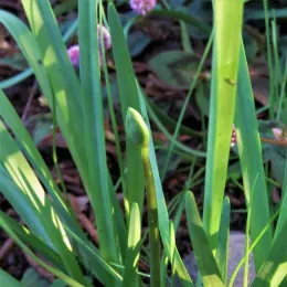 False garlic plant. (Heidi Aufdermaur)