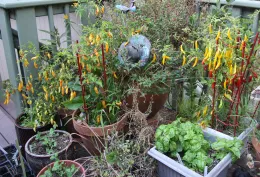 Peppers Basil Peas in Containers