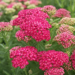 GW-Achillea-m.-SaucySeduction4