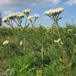 achillea-millefolium-yarrow-common-yarrow-botany-wildflower-flora