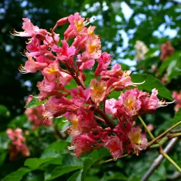Aesculus_carnea_BotGartenMuenster_PurpurKastanie_6685