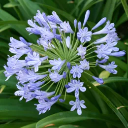 Agapanthus_Postbloom