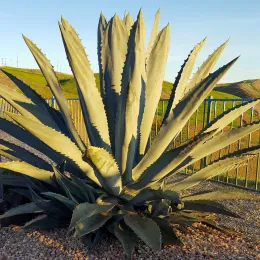 Agave Americana_3_VS