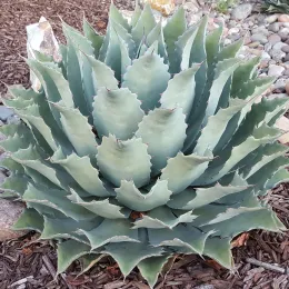 Agave Parrasana_5_VS