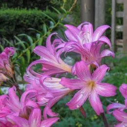 Amaryllis_belladonna_03