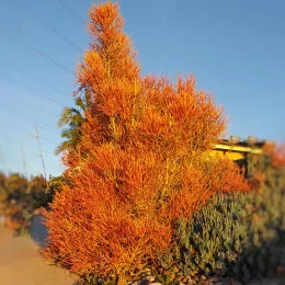 Euphorbia tirucalli_1_VS