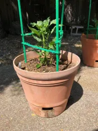 A self-watering container can provide for some convenience if used with care