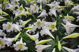 Easter Lilies