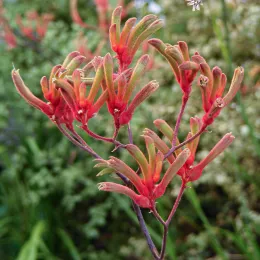 Anigozanthos_unknown_variety