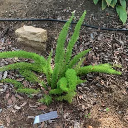 Asparagus_densiflorus2