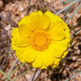 Baileya_multiradiata_head_2003-07-03