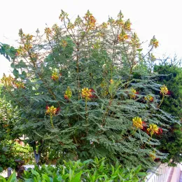 Caesalpinia_gilliesii_Habitus_15July2009_TorreLaMata