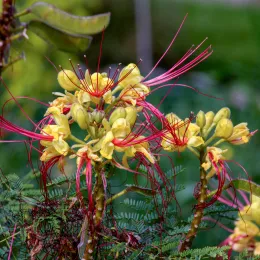 Caesalpinia_gilliesii20140831