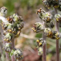 Artemisia_scopulorum_(5042720648)