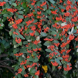 Cotoneaster_December_2014-1