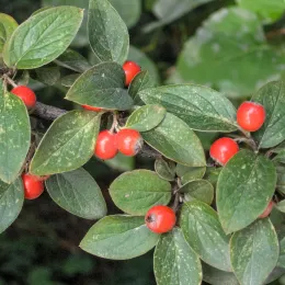 Cotoneaster_franchetii_2