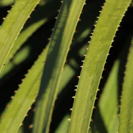 Dasylirion_wheeleri,_Victoria_Esplanade_Park_(2)