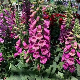 Digitalis