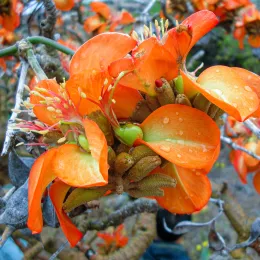 Starr_050721-7264_Erythrina_sandwicensis