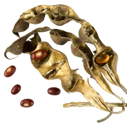 Erythrina_flabelliformis_MHNT.BOT.2009.13.50