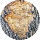 cropped circle of entry holes 150 px