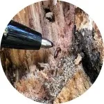 cropped circle inspecting 150 px