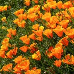 4608209871_b55d184fbd_o