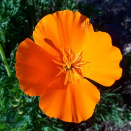 Eschscholzia_californica-8