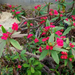 Euphorbia_milii_var._splendens_-_Kew_Gardens