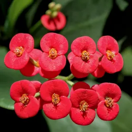 Euphorbia_Milii_flowers