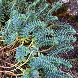 Euphorbia_myrsinites_L._JdP