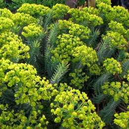 Euphorbia_rigida_-_02