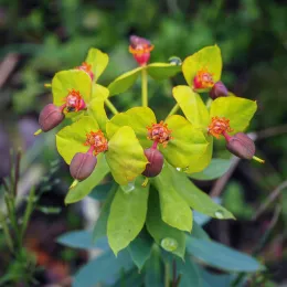 41284770531_5dc22ac1a0_o