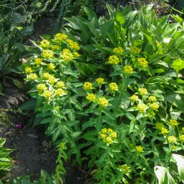 Euphorbia_schillingii01